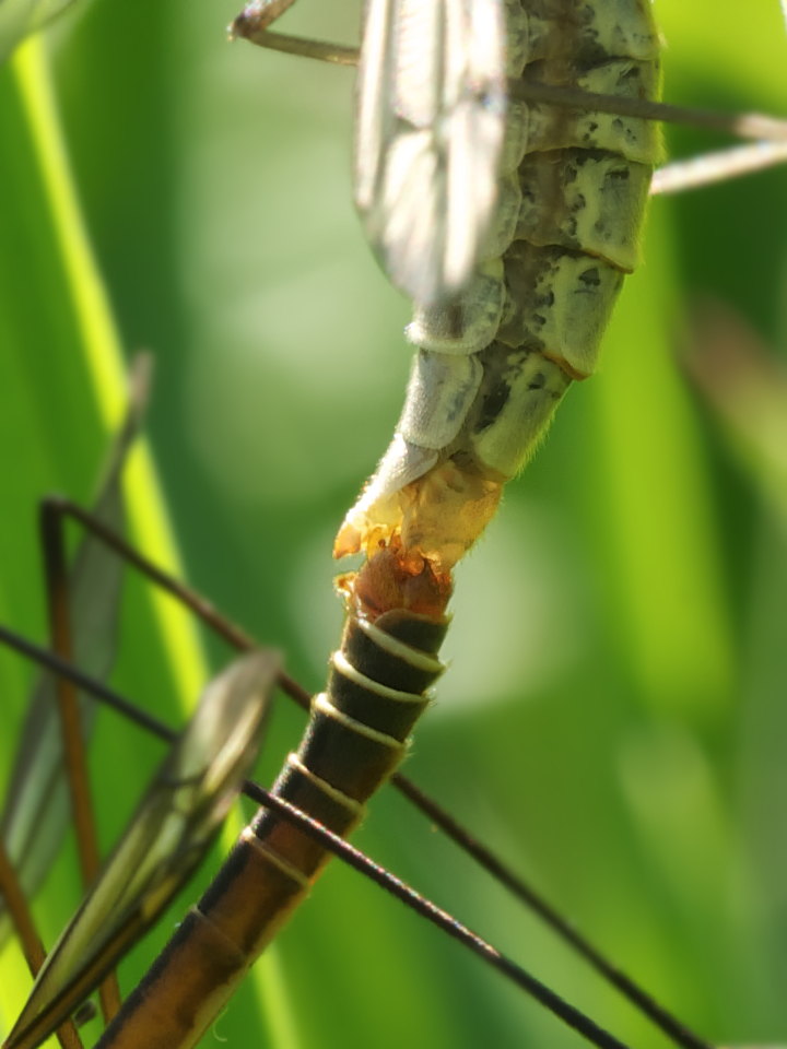 Schnake_Paarung 002.jpg