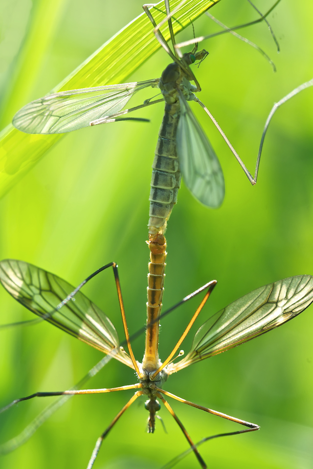 Schnake_Paarung 001.jpg