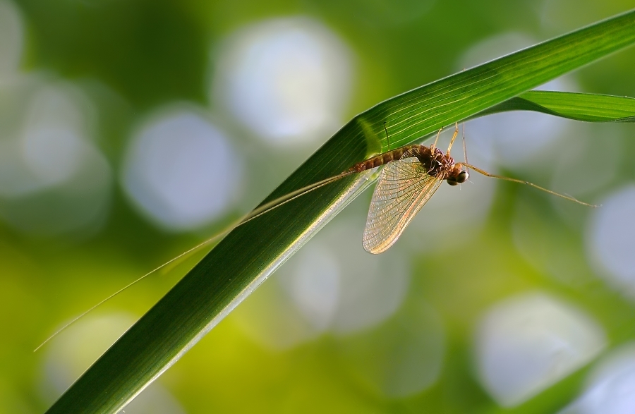 eintagsfliege 280.jpg
