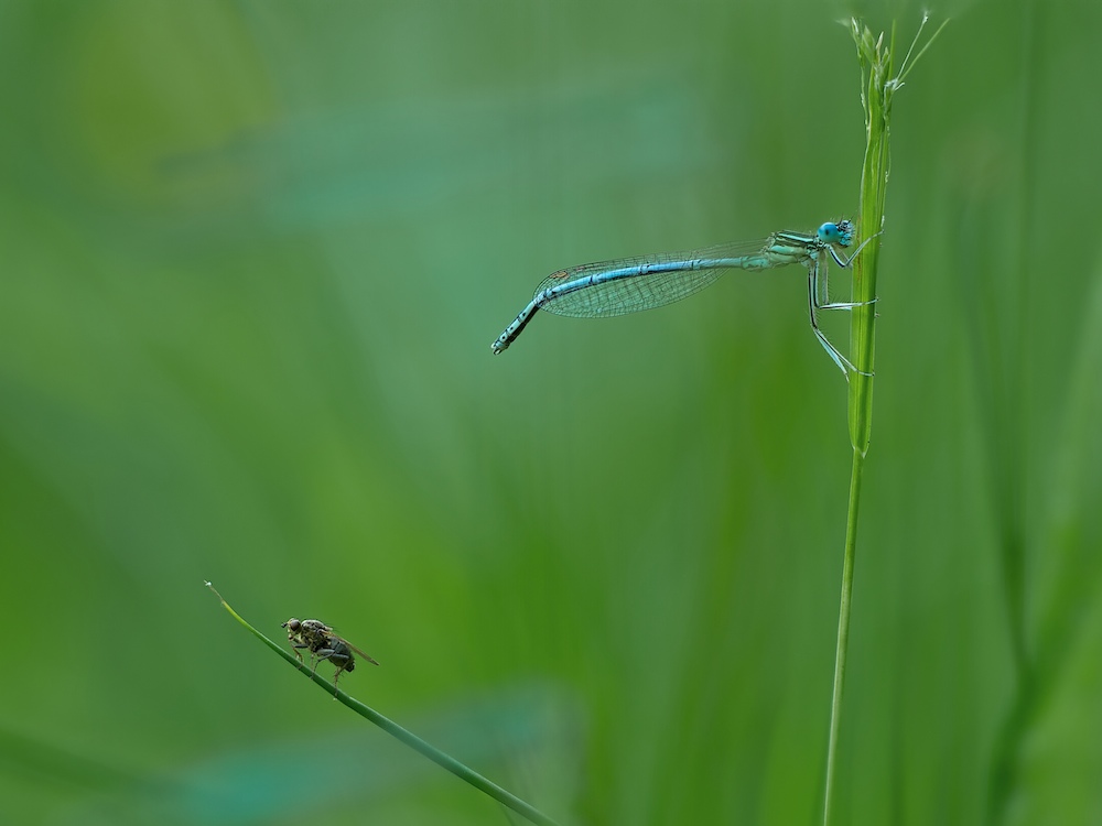Fliege-Feder.jpg