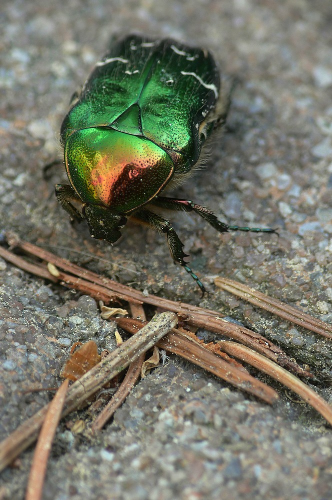 Skarabeus6.jpg