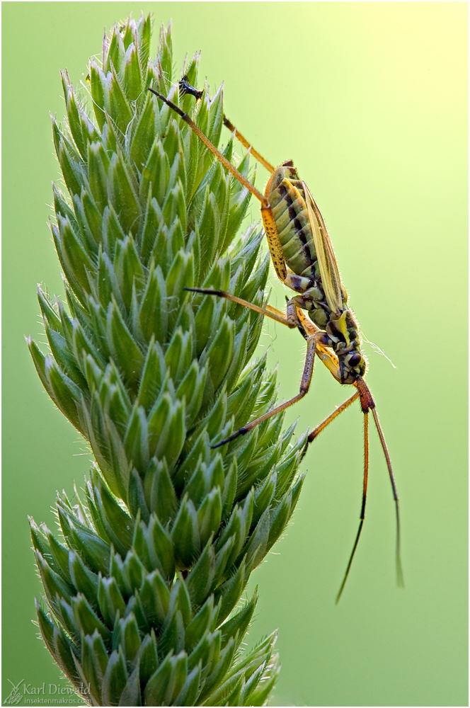 Graswanze_2011-2.jpg