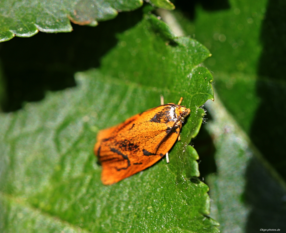 Spinner - 24-05-2011.jpg