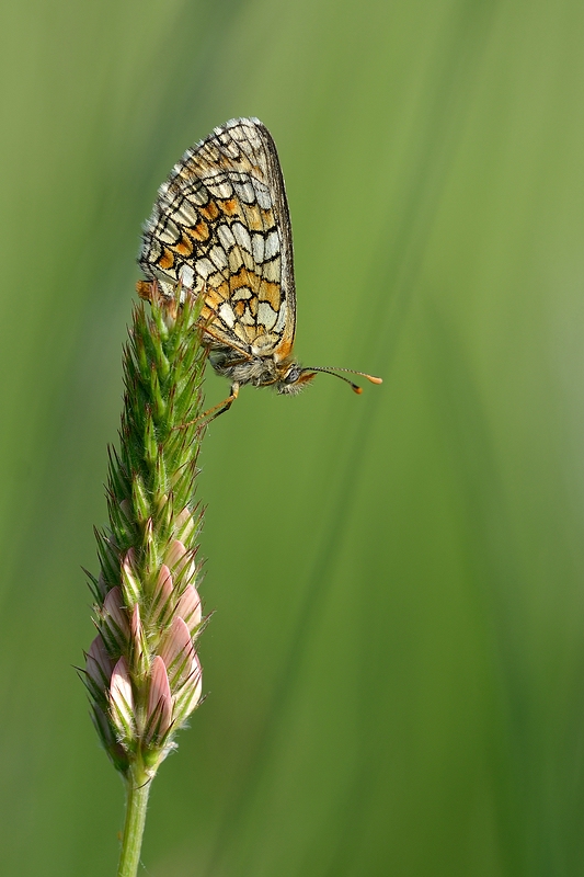 comp_DSC_4017.jpg