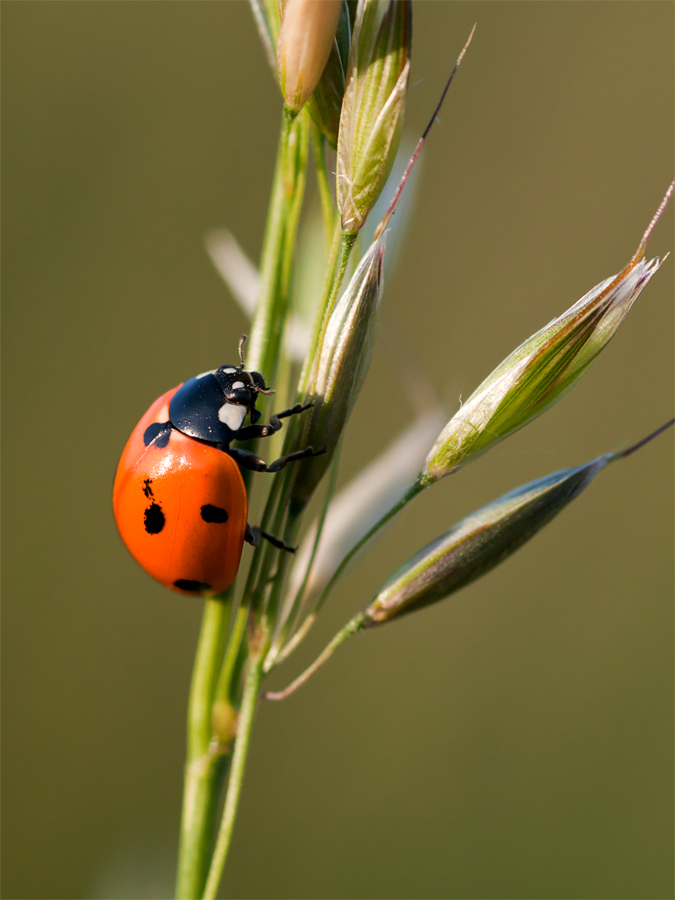 Siebenpunkt 4zu3.jpg
