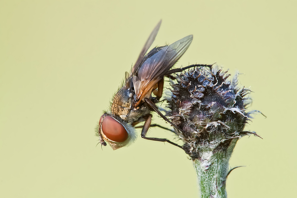 fliege-IMG_0743.jpg
