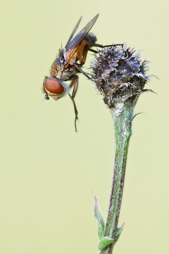 fliege-IMG_0740.jpg