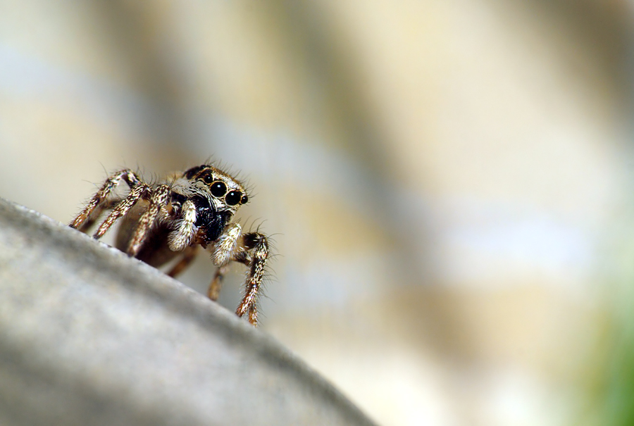 zebraspringspinne_02.jpg