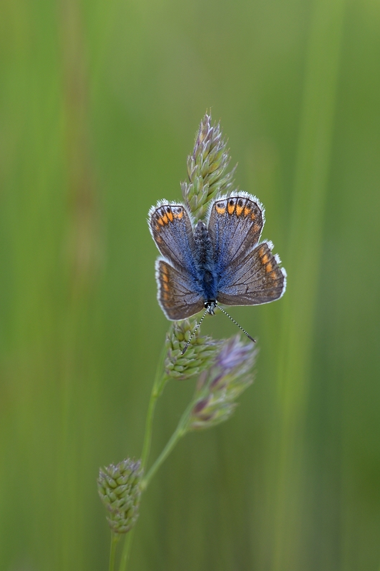comp_DSC_4621.jpg