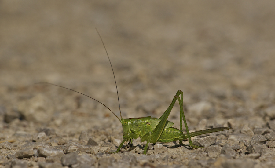 DSC04025.jpg