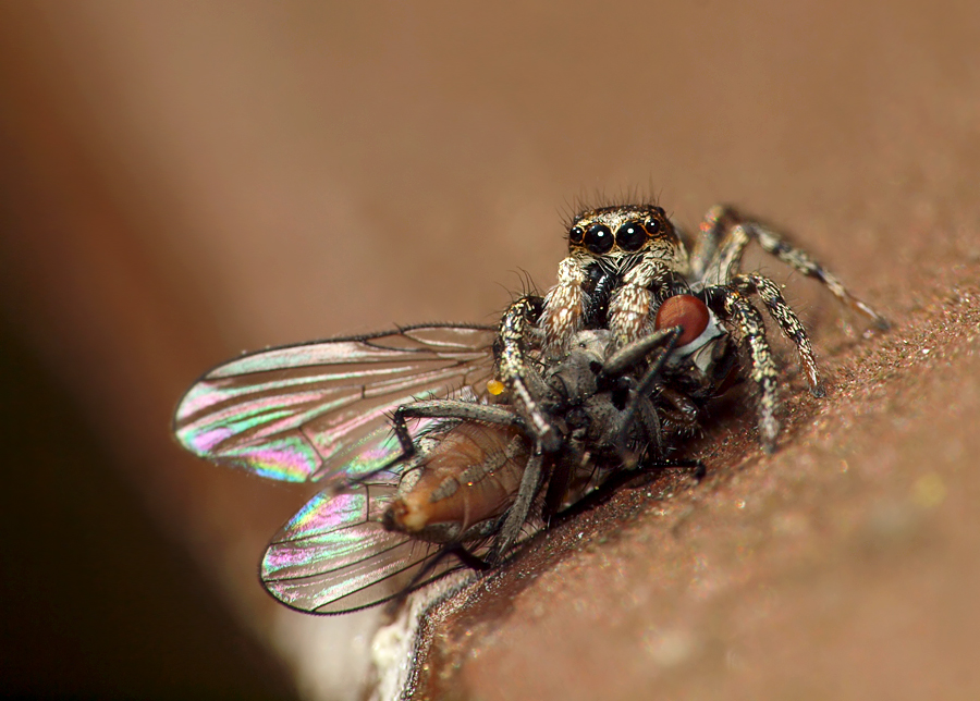springspinne.jpg
