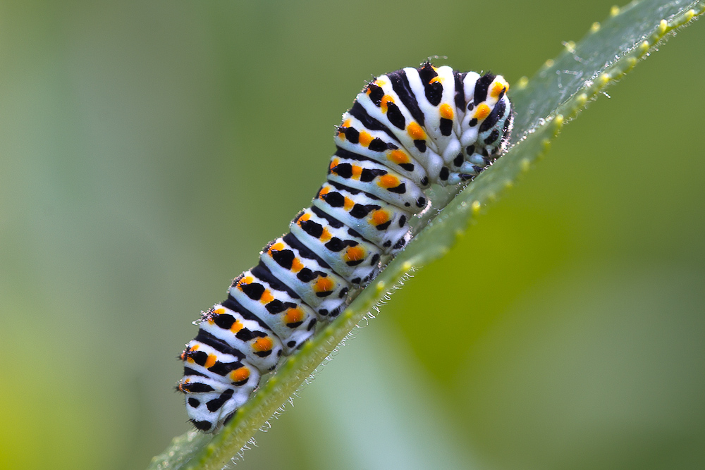 Schwalbenschwanz Raupe_3717.jpg