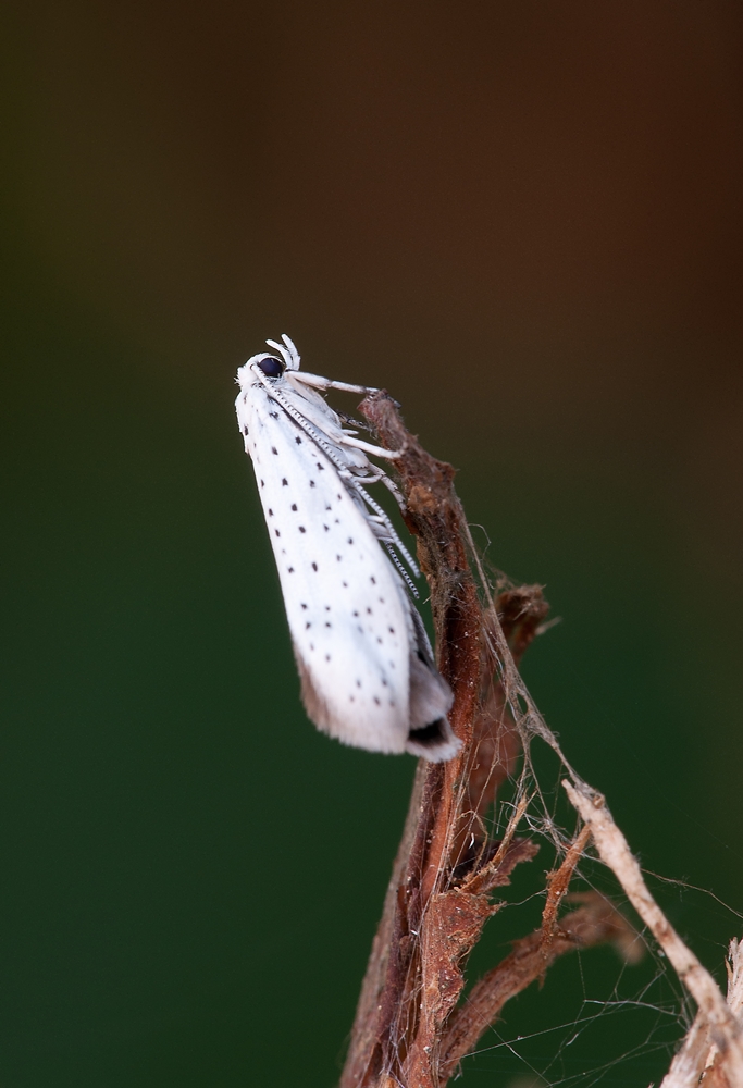 _DSC1769 Kopie verkl..jpg