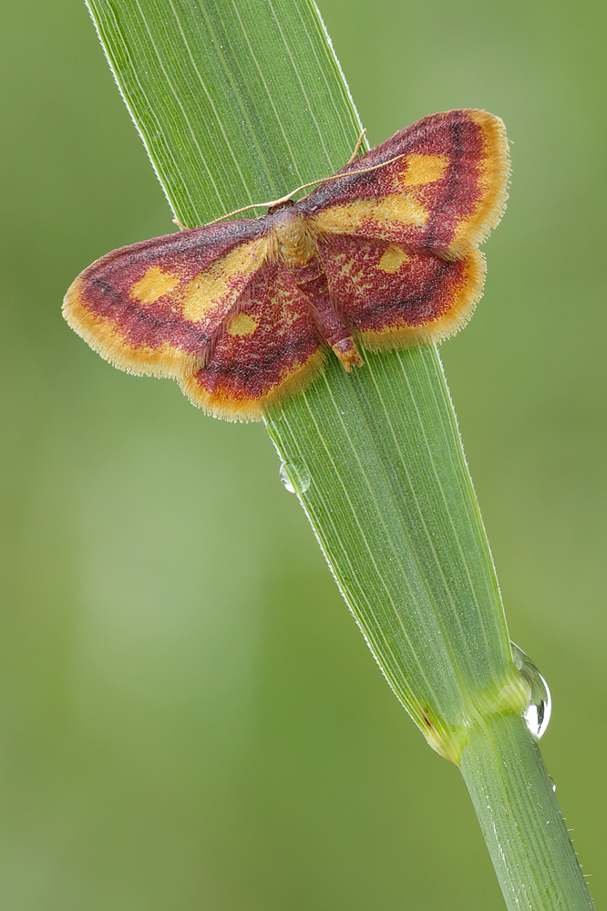 03.06.2011-moor 011.jpg