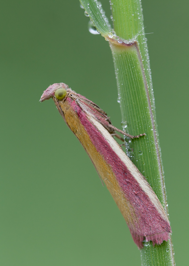 20110604-Zünsler-Oncocera semirubella.jpg