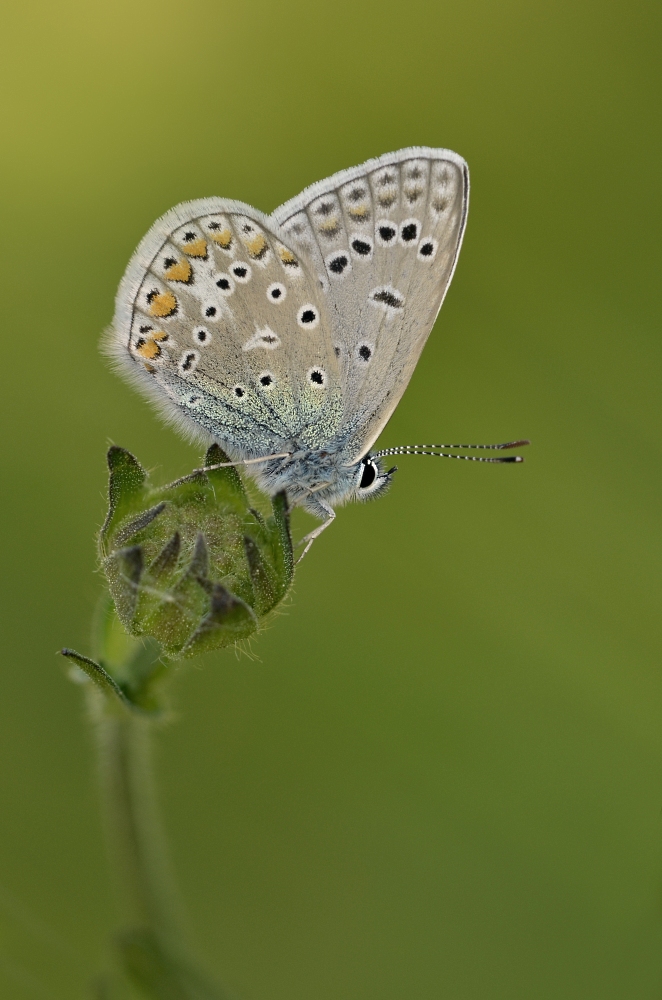 Hauchechel-80.jpg