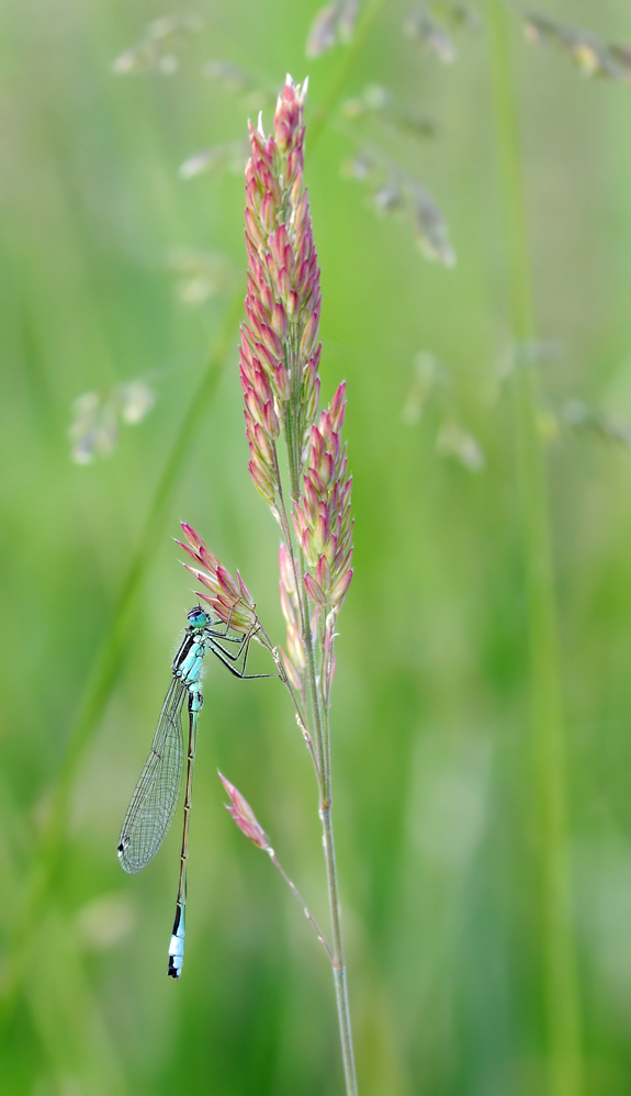 Libelle11.06.11.jpg