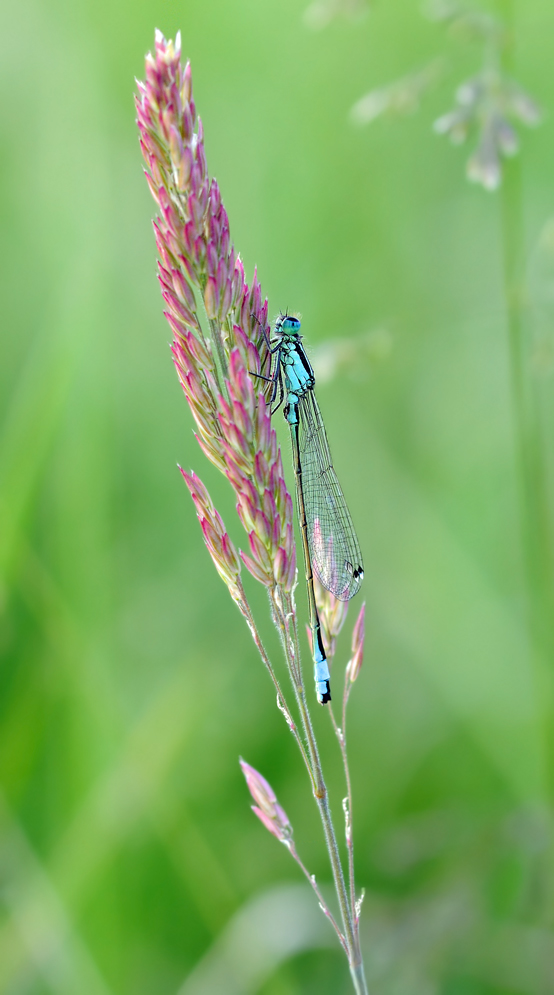 Libelle11.06.11kleinereBlen.jpg