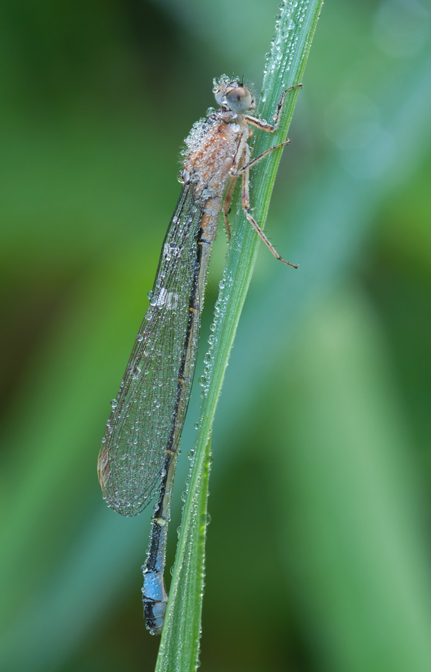 Pechlibelle_Tau_2_10062011.jpg