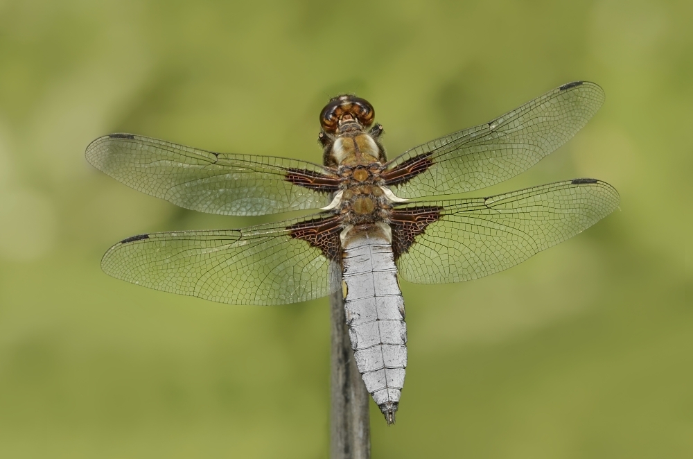 Plattbauch-2011-85.jpg