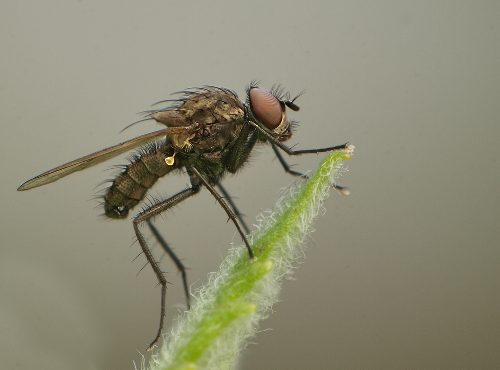 fliege4012k.jpg