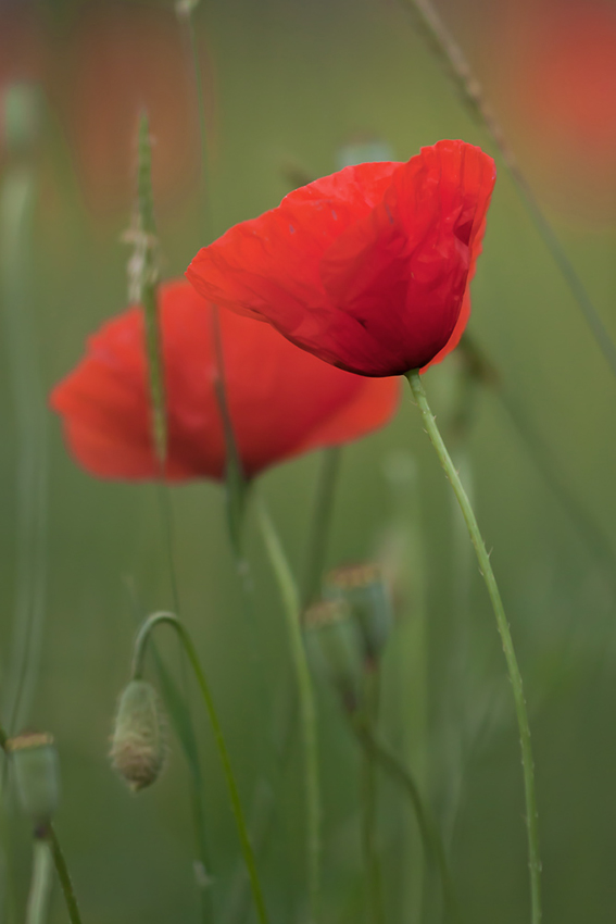 Mohn-08062011-02.jpg