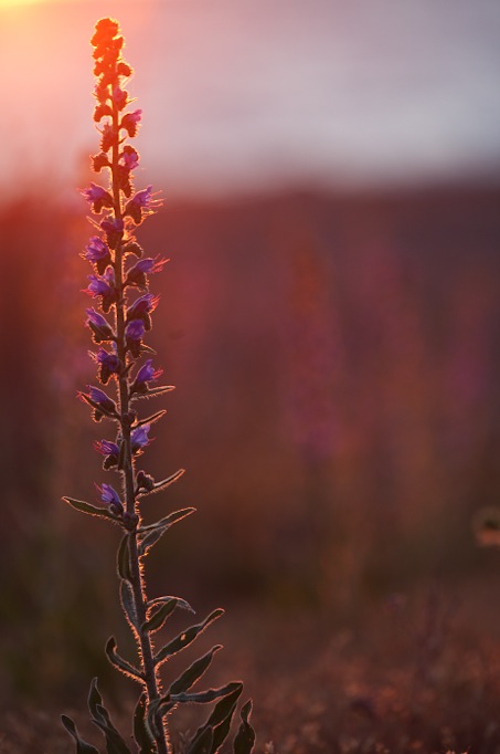 echium_180er.JPG