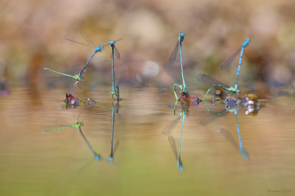 IMG_3476 Kopie mf.jpg