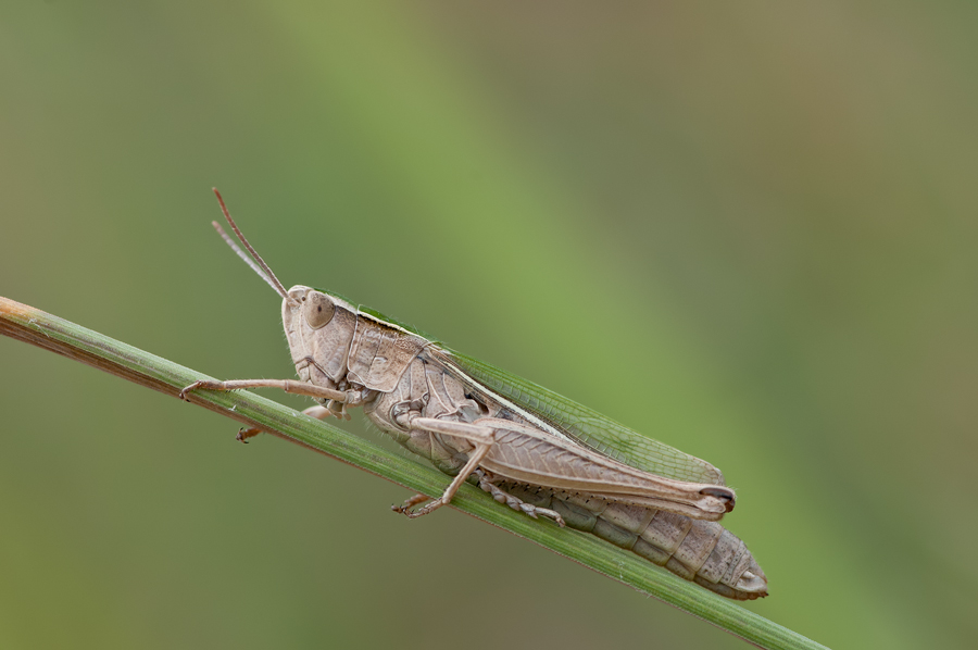 Chorthippusalbomarginatus01web.jpg