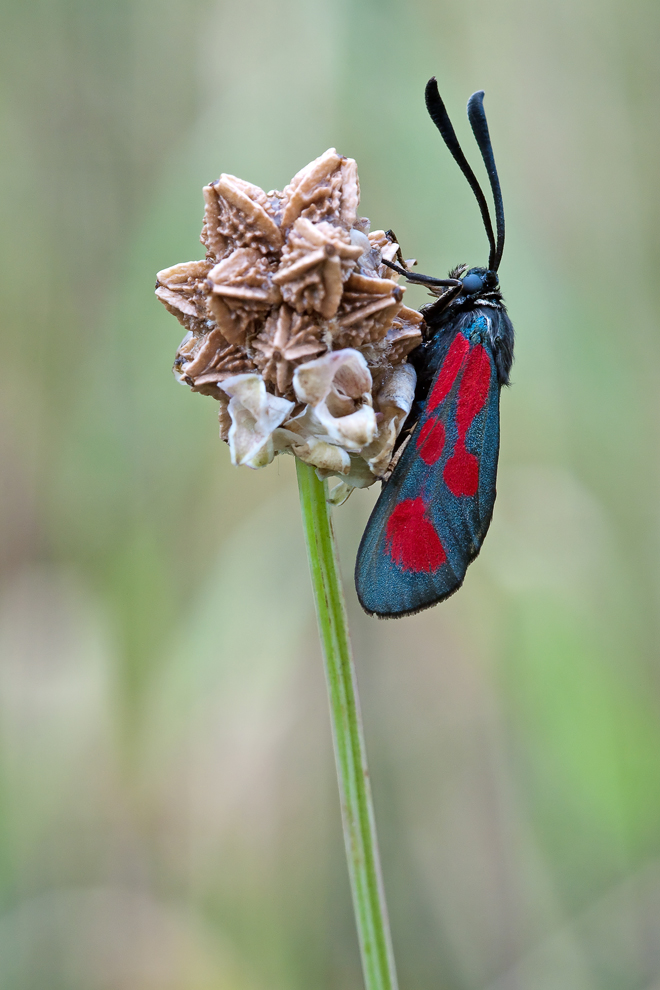 G_1080987_BFWA_WW.jpg