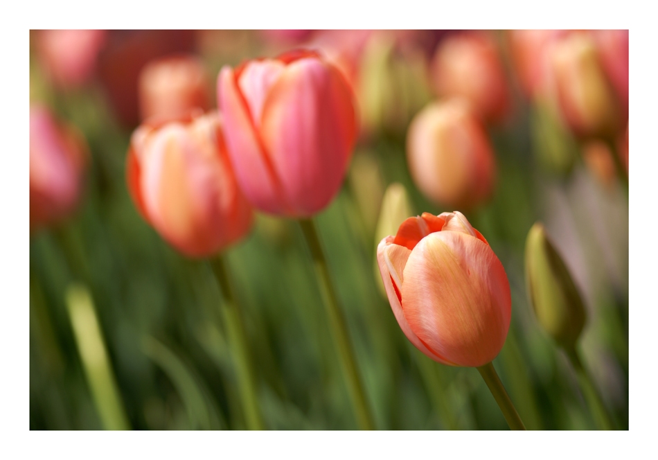Tulpen.jpg