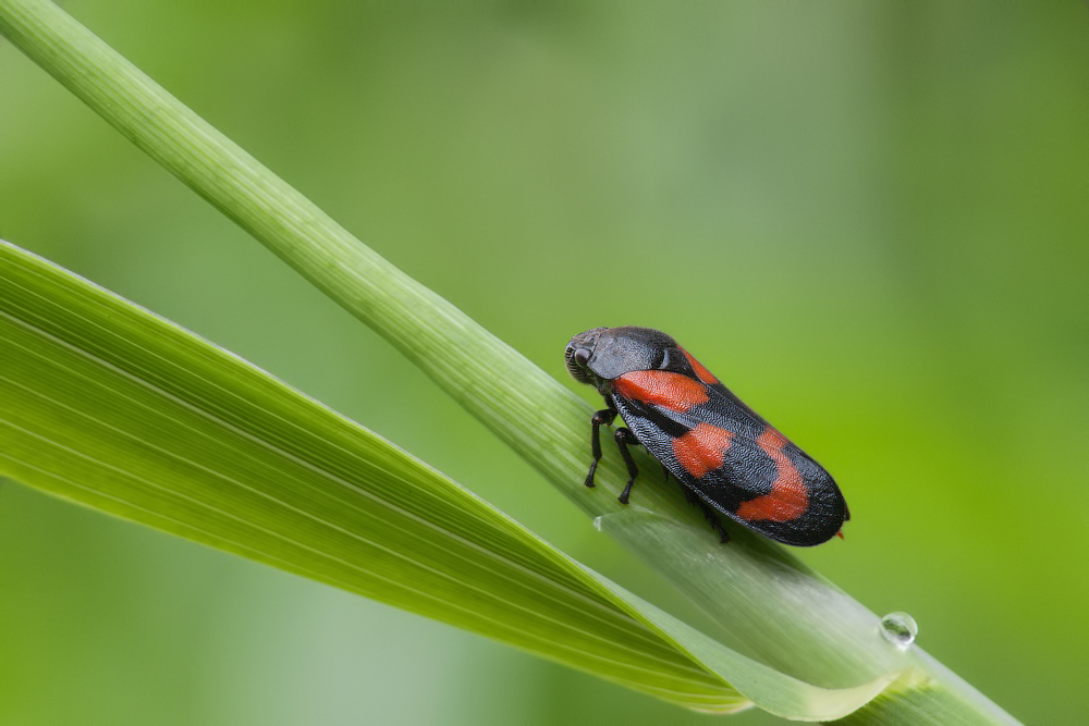 Comp_P1070649-2.jpg