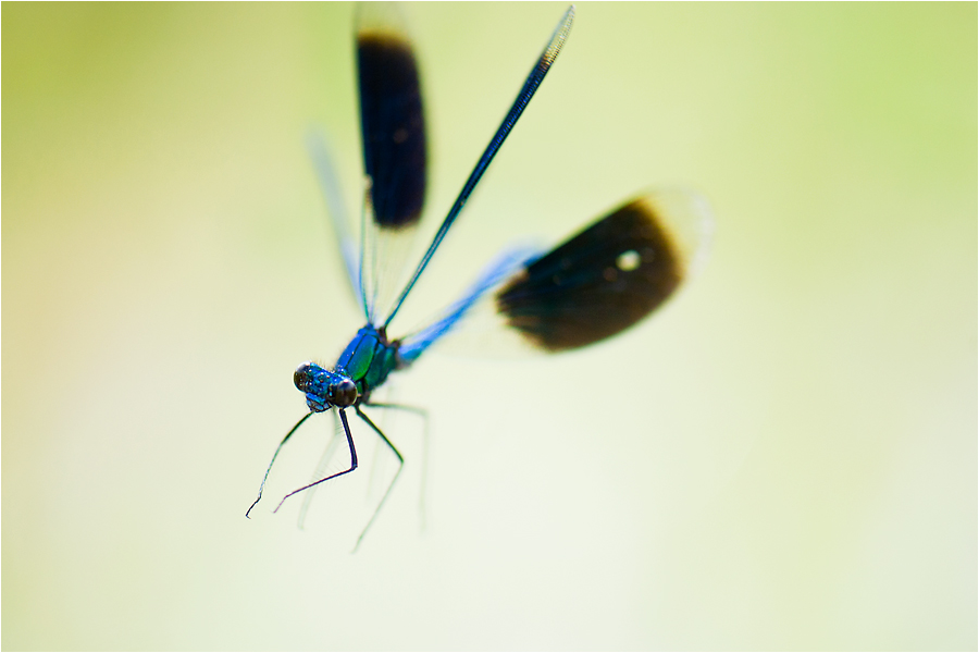 Prachtlibelle1_062011_105mm_f_1zu4000s_iso800.jpg