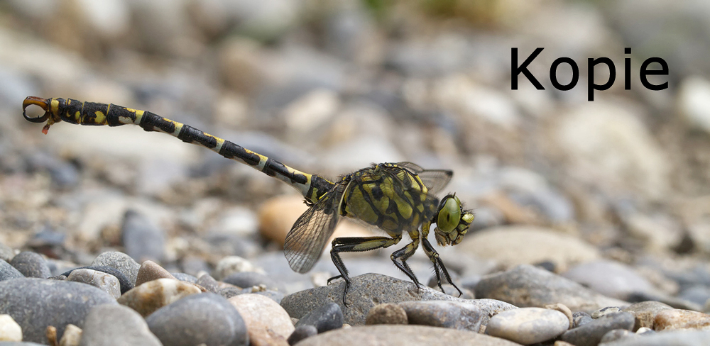 Oforcipatus_kopie.jpg