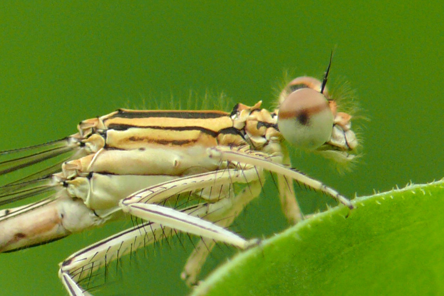 P1080949jpg_crop.jpg