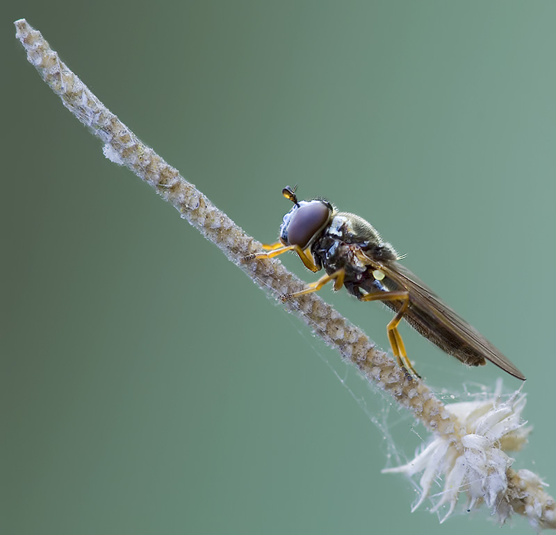 schwebefliege6.jpg