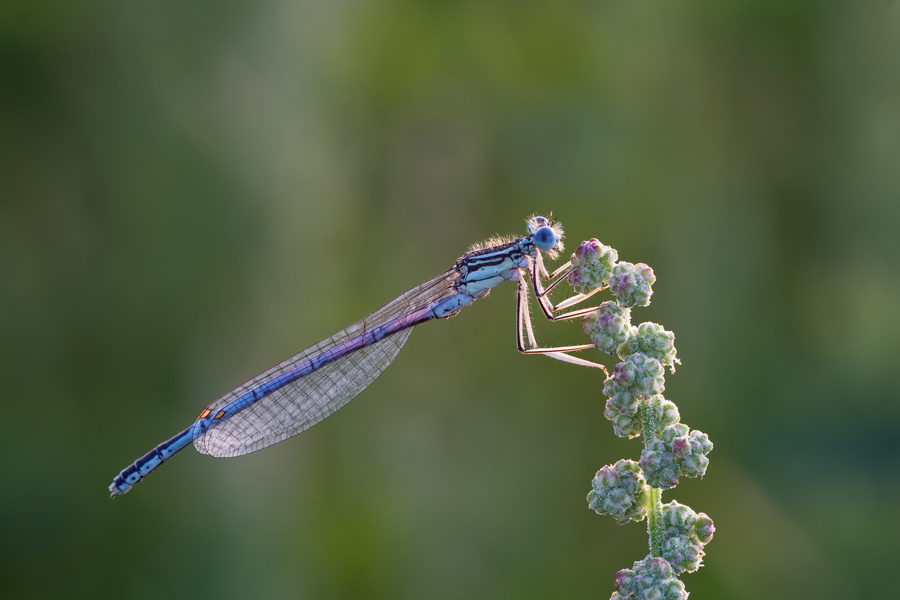 Libelle2bearbeitet-web_filtered.jpg