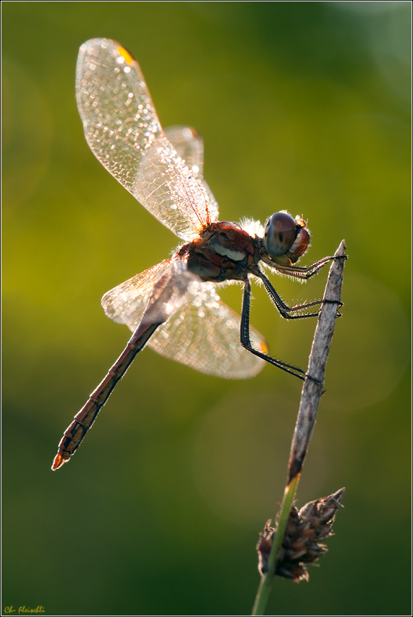 DSC_0066_frühe heidei_105-f9-1I100s-200.jpg