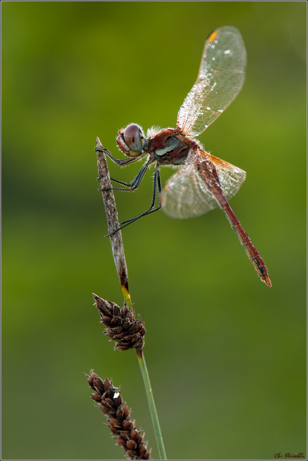 DSC_0053-frühe heidi_105-f10-1I25s-200.jpg
