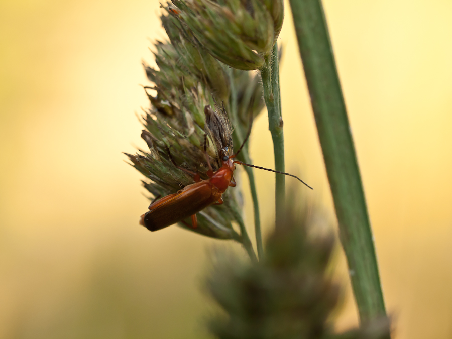 TKK20110628_056-1.jpg
