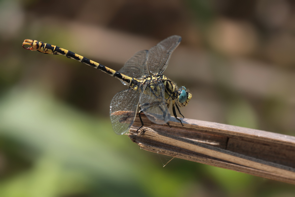Onychogomphus forcipatus unguiculatus_m_IMG_3260.jpg