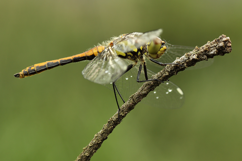 03.06.2011-moor 082.jpg