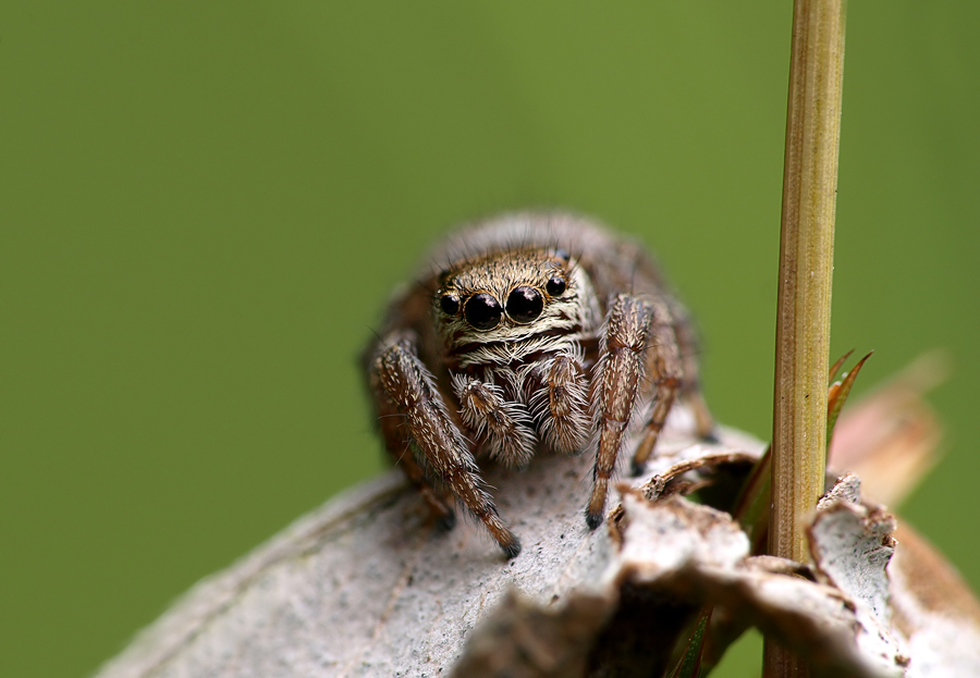 springspinne_01.jpg