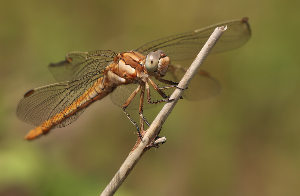 Orthetrum brunneum_w_juvenil_IMG_2125a.jpg