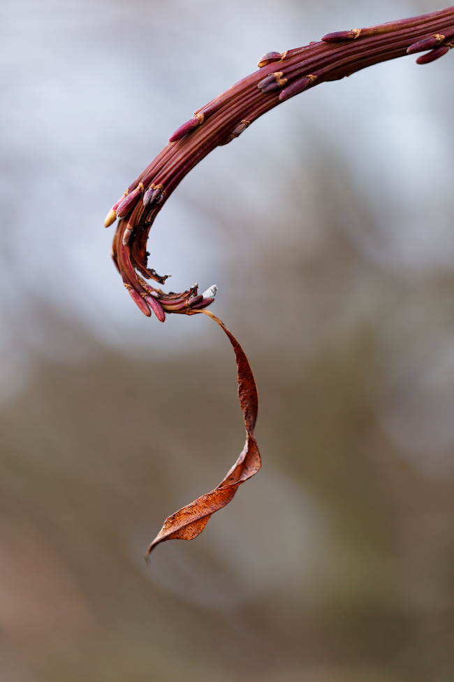 img_8187_dxo_png_198.png
