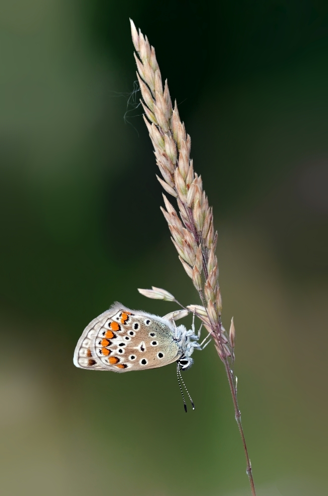 Hauhechel-Blaeuling-org-100-klein-3.jpg