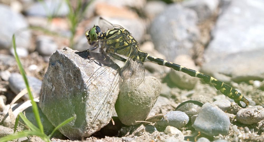 _MG_3073 Kleine Zangenlibelle 1000.jpg