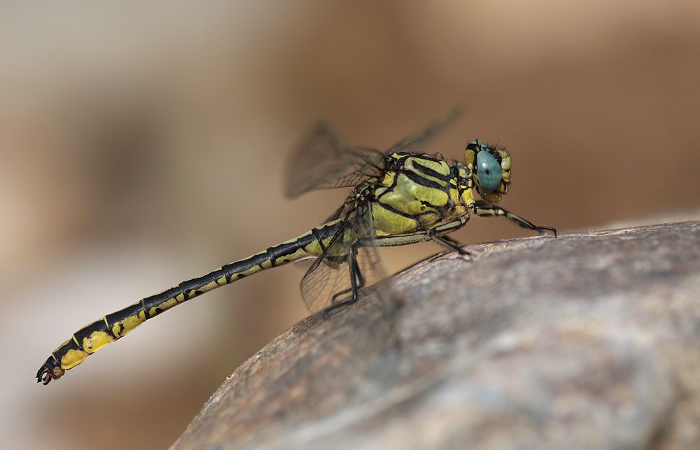 Gomphus simillimus_m_IMG_4943a.jpg