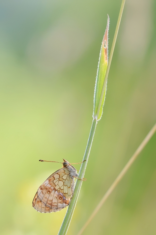Maedesuess-Perlmuttfalter-Brenthis-ino-2011-90-1.jpg