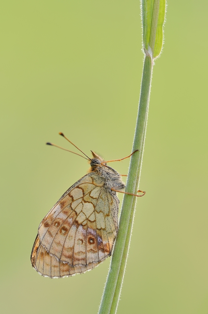 Maedesuess-Perlmuttfalter-Brenthis-ino-2011-100-1.jpg